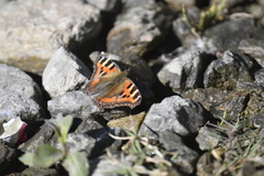 Aglais caschmirensis
