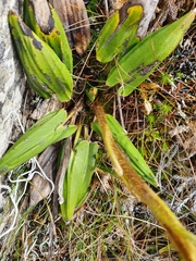 Celmisia cordatifolia