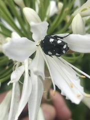 Mausoleopsis amabilis