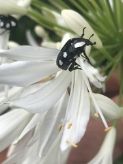 Mausoleopsis amabilis