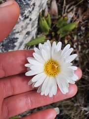 Celmisia cordatifolia