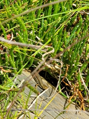 Pseudemoia rawlinsoni