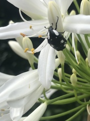 Mausoleopsis amabilis