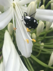 Mausoleopsis amabilis