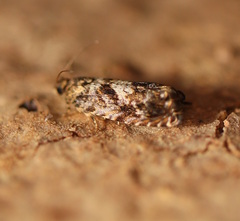 Toonavora aellaea