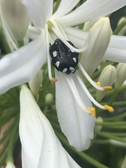 Mausoleopsis amabilis