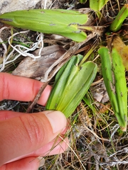 Celmisia cordatifolia