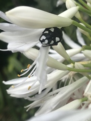 Mausoleopsis amabilis
