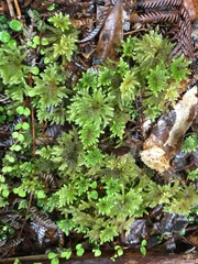 Hypnodendron