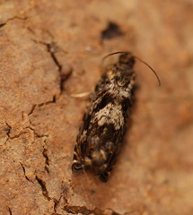 Toonavora aellaea