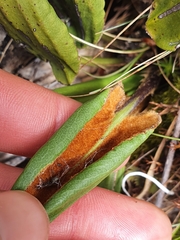 Celmisia cordatifolia