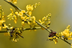 Camponotus cruentatus