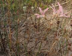 Pelargonium longifolium