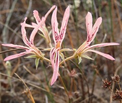 Pelargonium longifolium
