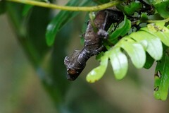 Uroplatus phantasticus