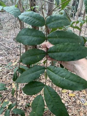Flindersia australis