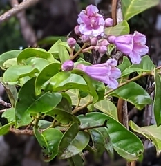 Maripa scandens