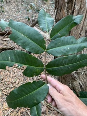 Flindersia australis