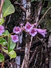 Maripa scandens