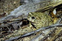 Anaxyrus californicus