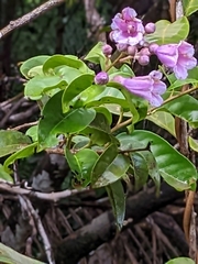 Maripa scandens