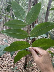 Flindersia australis