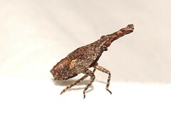 Eurinopsyche obscurata