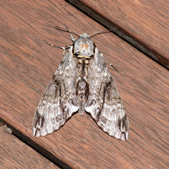 Psilogramma casuarinae