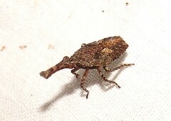 Eurinopsyche obscurata
