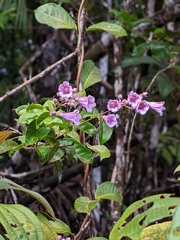 Maripa scandens