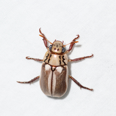 Anoplognathus abnormis