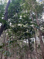 Flindersia australis