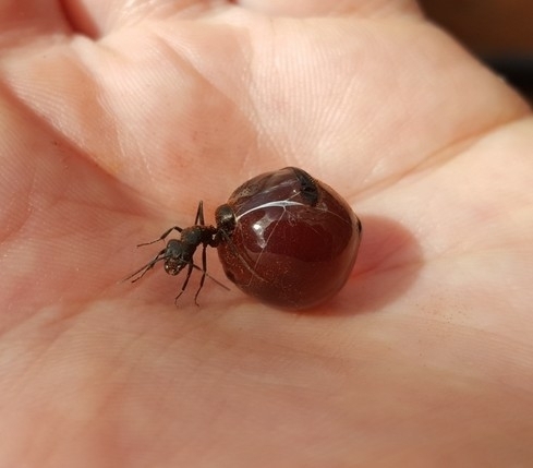 Australian Honeypot Ant