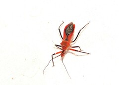 Gminatus wallengreni