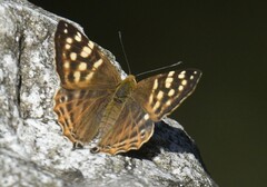 Dodona eugenes