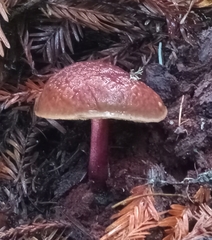 Xerocomellus atropurpureus