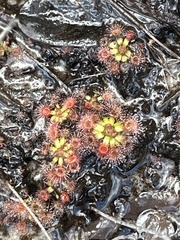 Drosera pulchella