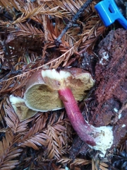 Xerocomellus atropurpureus