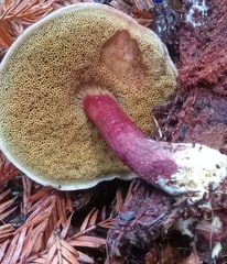 Xerocomellus atropurpureus