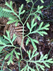 Lycopodium volubile