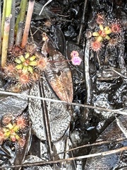 Drosera pulchella