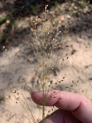 Panicum effusum