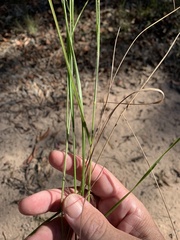 Panicum effusum