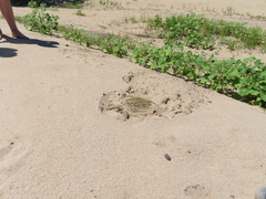 Apalone mutica mutica