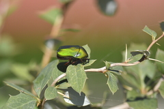 Heterorrhina elegans