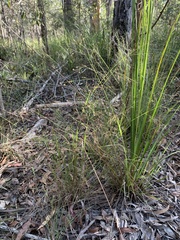 Panicum effusum