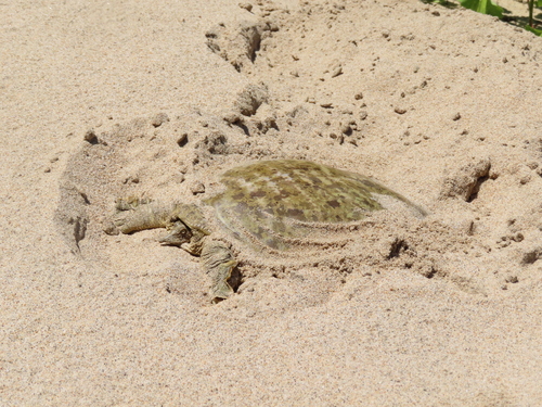 Smooth Softshelled Turtle, Apalone mutica