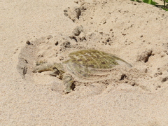 Apalone mutica mutica