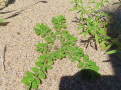 Euphorbia humistrata