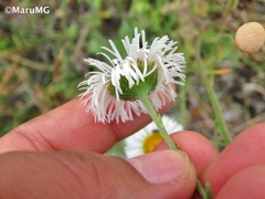 Erigeron longipes